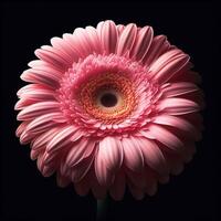 ai generato rosa gerbera isolato su nero sfondo. fiori e impianti nel primavera. foto