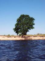 solitario albero su il riva foto