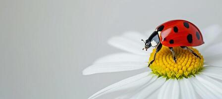 ai generato coccinella su bianca fiore, minimalista primavera sfondo con astratto moderno design foto