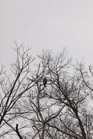 io amore il Guarda di Questo con le spalle rosse falco arroccato nel Questo albero. il grande raptor provando per nascondere nel il spoglio rami di il albero. il arti senza le foglie dovuto per il inverno stagione. foto