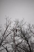 io amore il Guarda di Questo con le spalle rosse falco arroccato nel Questo albero. il grande raptor provando per nascondere nel il spoglio rami di il albero. il arti senza le foglie dovuto per il inverno stagione. foto