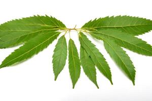 ai generato neem le foglie isolato su bianca sfondo foto