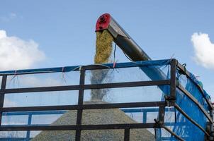 alimentazione riso grano per camion. foto