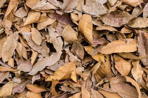 caduto le foglie su il terra. foto