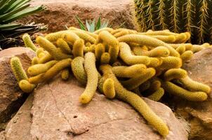 pianta del deserto di cactus. foto