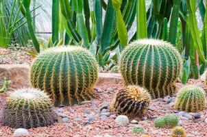 cactus a botte d'oro foto