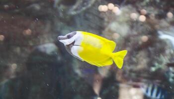 un' giallo pesce nuoto nel un acquario foto