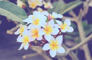 bianca frangipani tropicale fiore, plumeria fiore fioritura su albero foto