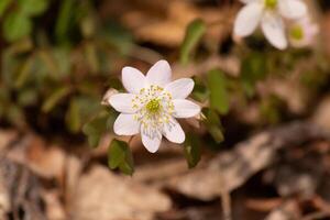 Questo bella bianca fiori è in crescita Qui nel il boschi quando io ha preso Questo immagine. Questo è conosciuto come un' ruta-anemone o prato-rue quale cresce nel boscoso le zone. io amore il giallo centro per Questo fiori di campo. foto