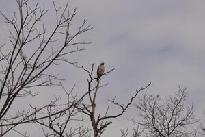 Questo rosso coda falco era arroccato a il superiore di il albero guardare per Brey. il suo bellissimo bianca pancia in piedi su a partire dal il rami di il albero. il suo poco Marrone testa e corpo delineando il suo corpo. foto