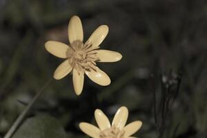 Questo minore celandine o Di Più comunemente conosciuto come il ficaria verna era in crescita tutti attraverso il Fiore di campo prato dove io ha preso Questo immagine. è lungo giallo fiore petali quasi Guarda brillante. foto