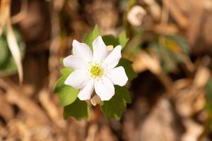 Questo bella bianca fiori è in crescita Qui nel il boschi quando io ha preso Questo immagine. Questo è conosciuto come un' ruta-anemone o prato-rue quale cresce nel boscoso le zone. io amore il giallo centro per Questo fiori di campo. foto