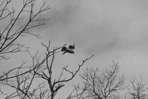 Questo bellissimo ferrovia rossa falco era assunzione via a partire dal il albero quando io ha preso Questo immagine. Questo grande raptor è bellissimo per guarda. il grande apertura alare teso su bella lontano. io amore il Marrone piume. foto