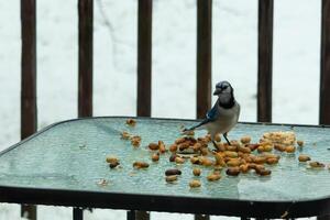 Questo bellissimo blu ghiandaia è venuto per il bicchiere tavolo per alcuni cibo. il bella uccello è circondare di arachidi. Questo è come un' freddo tonica Immagine. neve su il terra e blu colori tutti intorno a. foto