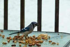 Questo bellissimo blu ghiandaia è venuto per il bicchiere tavolo per alcuni cibo. il bella uccello è circondare di arachidi. Questo è come un' freddo tonica Immagine. neve su il terra e blu colori tutti intorno a. foto