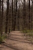 Questo bellissimo sentiero flussi attraverso Questo boscoso la zona. conservazione voi sicuro a partire dal ottenere perduto. il Marrone e verde vegetazione In arrivo su tutti intorno a. foto
