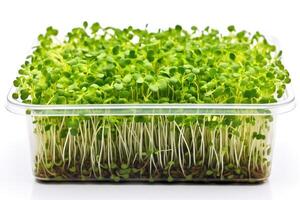 ai generato microgreen nel un' trasparente contenitore su bianca sfondo. luminosa verde piantine. può essere Usato nel presentazioni, articoli, o siti web relazionato per Salute, dieta, o giardinaggio foto