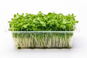 ai generato biologico verdura nel trasparente scatola. lussureggiante microgreens ospitato nel un' contenitore. adatto per culinario e dietetico uso. isolato su bianca sfondo foto