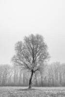 inverno panorama paesaggio con solitario albero con foresta, alberi coperto neve. di stagione freddo nevoso tempo atmosferico, congelato alberi e erba, nero e bianca, monocromatico foto processi