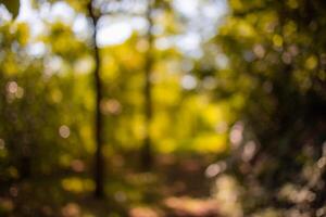 bellissimo autunno paesaggio con giallo alberi e sole. colorato fogliame nel il parco. caduta le foglie naturale sfondo, Basso punto di Visualizza, autunno foresta terra. di stagione natura avvicinamento, luminosa naturale foto