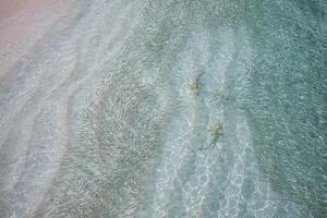 punta nera scogliera squalo a caccia per pesce. mare vita ecosistema. selvaggio bambino nero mancia scogliera squalo a partire dal sopra nel tropicale chiaro acque scuola di pesce nel superficiale laguna turchese marino acqua sfondo sfondo foto