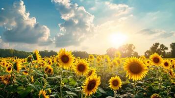 ai generato d'oro girasoli nel un' campo a tramonto sotto un' nuvoloso cielo. foto