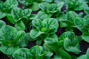 fresco biologico verde cos lattuga. insalata verdure in crescita. foto