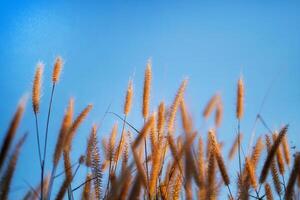 setaria verticillata erba, tramonto sfondo erba con sfocato sfondo e bokeh a tramonto. foto