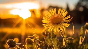 ai generato vivace giallo Fiore di campo nel prato retroilluminato di tramonto sole foto