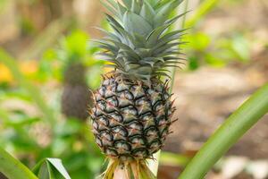 albero con giovane ananas isolato su sfocatura sfondo foto