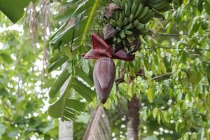 foto di un' Banana completare con fiori ancora su il albero