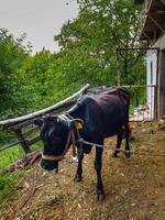 mucca nel un' fienile nel un' villaggio foto