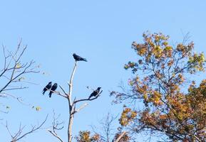 queste bellissimo corvi sat arroccato in cima il albero ramificato guardare abbastanza comodo. il grande nero uccelli generalmente restare insieme nel loro omicidio. il autunno fogliame può essere visto tutti intorno a. foto