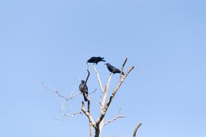 queste bellissimo corvi sat arroccato in cima il albero ramificato guardare abbastanza comodo. il grande nero uccelli generalmente restare insieme nel loro omicidio. il autunno fogliame può essere visto tutti intorno a. foto