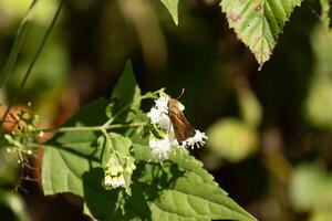 Questo bellissimo skipper farfalla era attaccamento per un' bianca fiore nel il campo. il poco Marrone insetto porzione per impollinare Questo fiori di campo. il suo carino poco corpo sembra così peloso piace un' orsacchiotto orso. foto