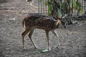 giovane macchiato cervo, chital cervo, macchiato cervo e asse cervo nel cattività. foto