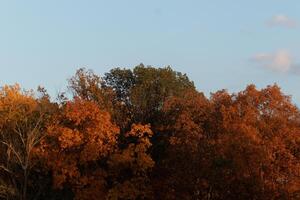 Questo immagine era prese nel il autunno stagione. il autunno fogliame è nel picco colore. il arancia, Marrone, e giallo quasi fa il alberi Guarda piace essi siamo su fuoco. foto