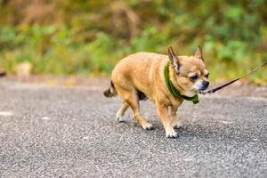 cane in esecuzione esercizio su il strada con proprietario, esercizio nel il mattina foto