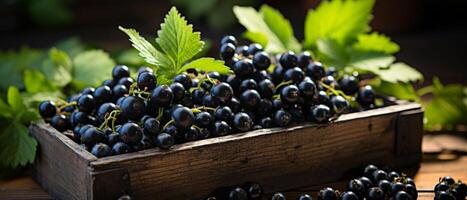 ai generato ricco Schermo di nero ribes nel un' di legno scatola . foto