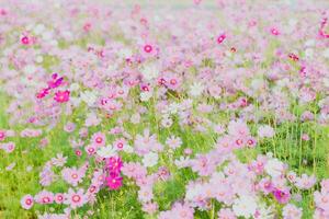 rosa cosmo fioritura nel il giardino è bellissimo foto