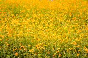 giallo cosmo fioritura nel il giardino foto