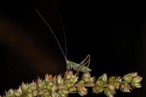 piccolo prato comune katydid ninfa