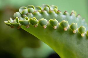 dettagli delle foglie di una pianta crasulacea foto
