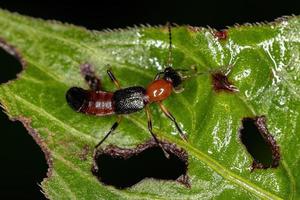 scarabeo da colpo di frusta adulto foto