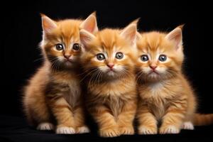 ai generato tre amichevole dai capelli rossi gattini su un' nero sfondo. il concetto di animale nutrizione foto