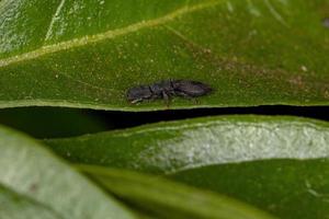 piccola formica tartaruga nera adulta