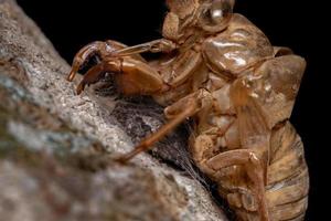 coppia di ragni che saltano sotto una cicala esuvia