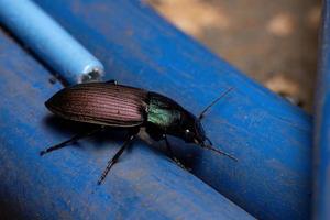scarabeo adulto foto