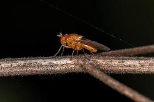 mosca lauxanide adulta foto