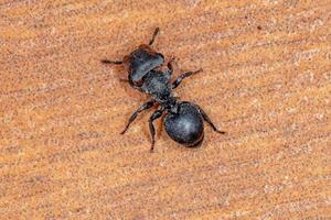 formica tartaruga nera adulta
